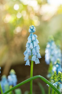 Saint Gallen, İsviçre, 5 Mart 2025 Muscari Pseudomuscari veya botanik bahçesindeki tebeşir üzümü sümbülü bitkisi