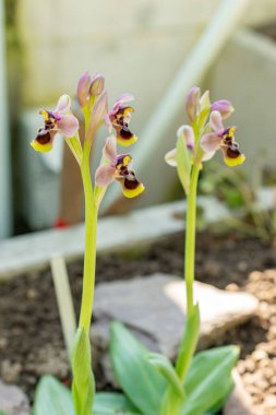 Saint Gallen, İsviçre, 5 Mart 2025 Ophrys Tenthredinifera veya botanik bahçesindeki testere sineği orkidesi