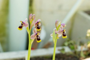 Saint Gallen, İsviçre, 5 Mart 2025 Ophrys Tenthredinifera veya botanik bahçesindeki testere sineği orkidesi