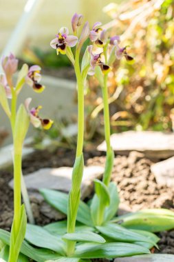 Saint Gallen, İsviçre, 5 Mart 2025 Ophrys Tenthredinifera veya botanik bahçesindeki testere sineği orkidesi
