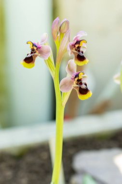 Saint Gallen, İsviçre, 5 Mart 2025 Ophrys Tenthredinifera veya botanik bahçesindeki testere sineği orkidesi