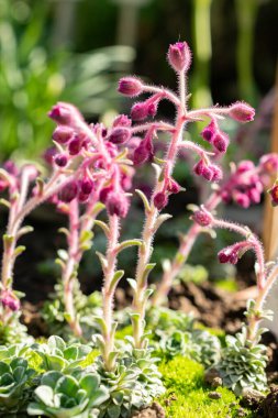 Saint Gallen, İsviçre, 5 Mart 2025 Saxifraga Stribrnyi Bitki Bahçesi