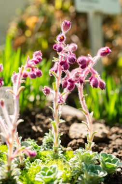 Saint Gallen, İsviçre, 5 Mart 2025 Saxifraga Stribrnyi Bitki Bahçesi