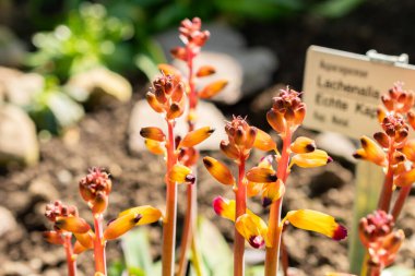 Saint Gallen, İsviçre. 5 Mart 2025. Lachenalia Aloides bitkisi botanik bahçesinde.