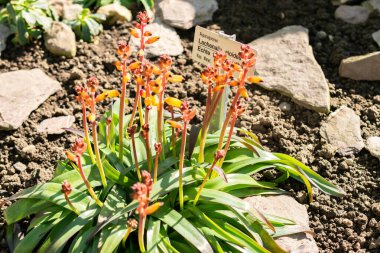 Saint Gallen, İsviçre. 5 Mart 2025. Lachenalia Aloides bitkisi botanik bahçesinde.