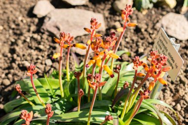 Saint Gallen, İsviçre. 5 Mart 2025. Lachenalia Aloides bitkisi botanik bahçesinde.