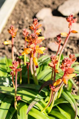 Saint Gallen, İsviçre. 5 Mart 2025. Lachenalia Aloides bitkisi botanik bahçesinde.