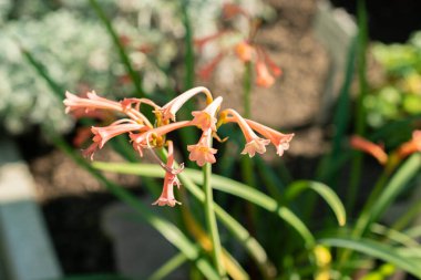 Saint Gallen, İsviçre, 5 Mart 2025 Cyrtanthus Angustifolius bitkisi botanik bahçesinde