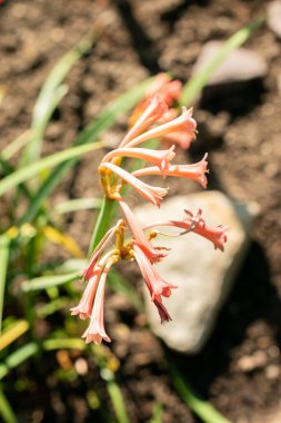 Saint Gallen, İsviçre, 5 Mart 2025 Cyrtanthus Angustifolius bitkisi botanik bahçesinde