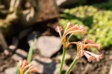 Saint Gallen, İsviçre, 5 Mart 2025 Cyrtanthus Angustifolius bitkisi botanik bahçesinde