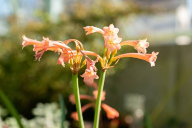 Saint Gallen, İsviçre, 5 Mart 2025 Cyrtanthus Angustifolius bitkisi botanik bahçesinde