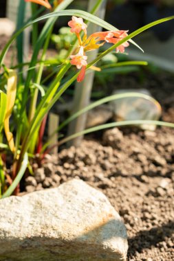 Saint Gallen, İsviçre, 5 Mart 2025 Cyrtanthus Angustifolius bitkisi botanik bahçesinde