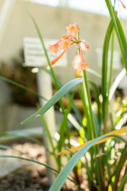 Saint Gallen, İsviçre, 5 Mart 2025 Cyrtanthus Angustifolius bitkisi botanik bahçesinde