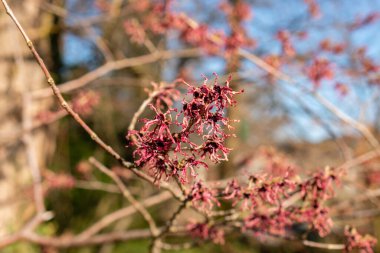 Saint Gallen, İsviçre, 5 Mart 2025 Hamamelis X Intermedia Ruby Glow veya botanik bahçesindeki melez cadı fındığı fabrikası