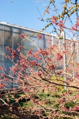 Saint Gallen, İsviçre, 5 Mart 2025 Hamamelis X Intermedia Ruby Glow veya botanik bahçesindeki melez cadı fındığı fabrikası