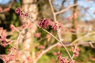 Saint Gallen, İsviçre, 5 Mart 2025 Hamamelis X Intermedia Ruby Glow veya botanik bahçesindeki melez cadı fındığı fabrikası