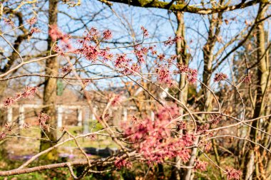 Saint Gallen, İsviçre, 5 Mart 2025 Hamamelis X Intermedia Ruby Glow veya botanik bahçesindeki melez cadı fındığı fabrikası