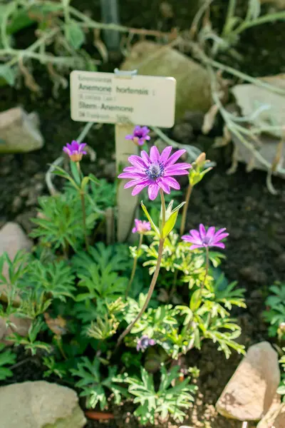 Saint Gallen, İsviçre, 5 Mart 2025 Anemone Hortensis veya botanik bahçesindeki geniş yapraklı anemon bitkisi