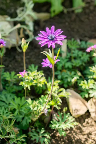 Saint Gallen, İsviçre, 5 Mart 2025 Anemone Hortensis veya botanik bahçesindeki geniş yapraklı anemon bitkisi