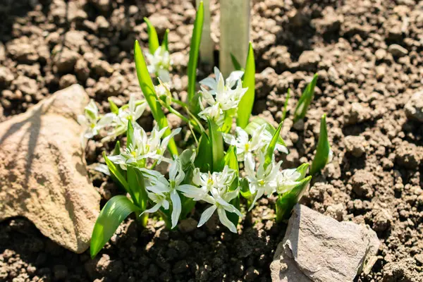 Saint Gallen, İsviçre, 5 Mart 2025 Ornithogalum Oligophyllum bitkisi botanik bahçesinde.