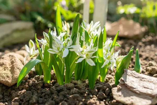 Saint Gallen, İsviçre, 5 Mart 2025 Ornithogalum Oligophyllum bitkisi botanik bahçesinde.
