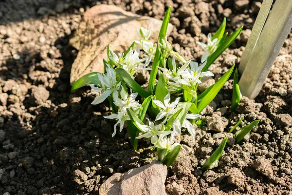 Saint Gallen, İsviçre, 5 Mart 2025 Ornithogalum Oligophyllum bitkisi botanik bahçesinde.