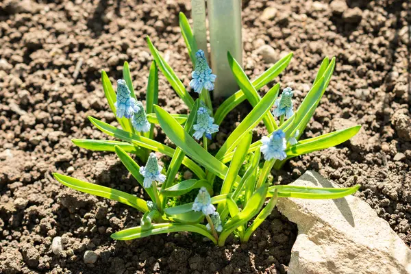 Saint Gallen, İsviçre, 5 Mart 2025 Muscari Azureum veya botanik bahçesindeki gök mavisi sümbül bitkisi