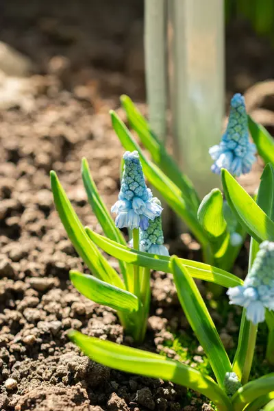 Saint Gallen, İsviçre, 5 Mart 2025 Muscari Azureum veya botanik bahçesindeki gök mavisi sümbül bitkisi