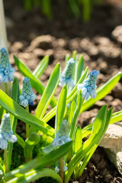 Saint Gallen, İsviçre, 5 Mart 2025 Muscari Azureum veya botanik bahçesindeki gök mavisi sümbül bitkisi