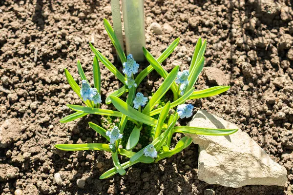 Saint Gallen, İsviçre, 5 Mart 2025 Muscari Azureum veya botanik bahçesindeki gök mavisi sümbül bitkisi