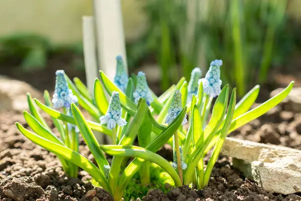 Saint Gallen, İsviçre, 5 Mart 2025 Muscari Azureum veya botanik bahçesindeki gök mavisi sümbül bitkisi