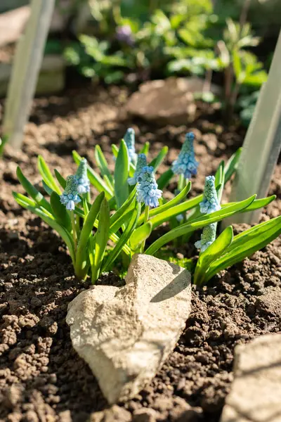 Saint Gallen, İsviçre, 5 Mart 2025 Muscari Azureum veya botanik bahçesindeki gök mavisi sümbül bitkisi