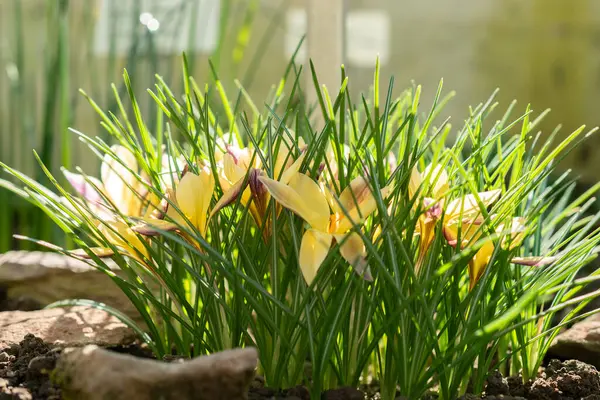 Saint Gallen, İsviçre, 5 Mart 2025 Crocus Angustifolius veya botanik bahçesindeki altın krokus örtüsü