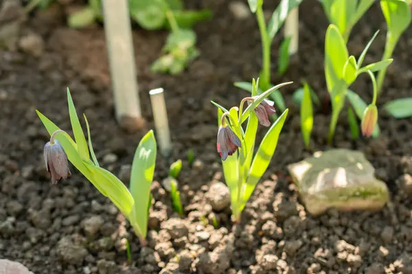 Saint Gallen, İsviçre, 5 Mart 2025 Fritillaria Ermenistan Bitkisi Botanik Bahçesi
