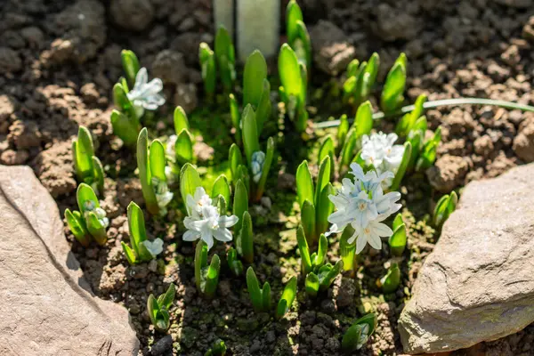 Saint Gallen, İsviçre, 5 Mart 2025 Puschkinia Scilloides veya botanik bahçesindeki Lübnan Squill bitkisi