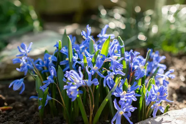 Saint Gallen, İsviçre, 5 Mart 2025 Chionodoxa Sardensis ya da botanik bahçesindeki kar bitkisinin daha az zaferi.