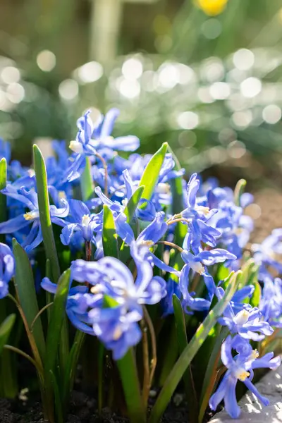 Saint Gallen, İsviçre, 5 Mart 2025 Chionodoxa Sardensis ya da botanik bahçesindeki kar bitkisinin daha az zaferi.