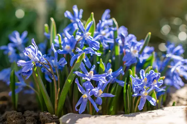 Saint Gallen, İsviçre, 5 Mart 2025 Chionodoxa Sardensis ya da botanik bahçesindeki kar bitkisinin daha az zaferi.