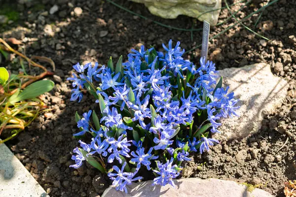 Saint Gallen, İsviçre, 5 Mart 2025 Chionodoxa Sardensis ya da botanik bahçesindeki kar bitkisinin daha az zaferi.