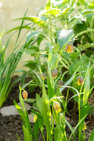 Saint Gallen, İsviçre, 5 Mart 2025 Fritillaria Pinardii bitkisi botanik bahçesinde