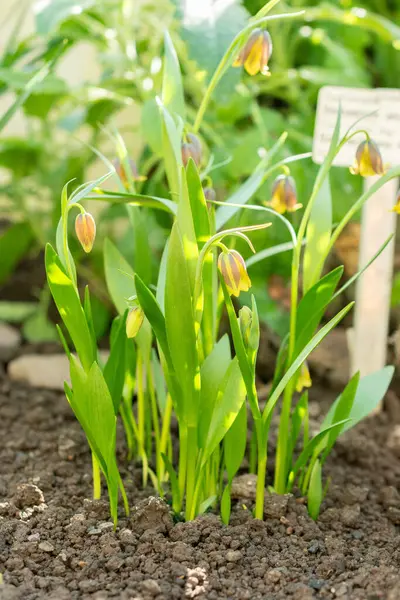 Saint Gallen, İsviçre, 5 Mart 2025 Fritillaria Pinardii bitkisi botanik bahçesinde