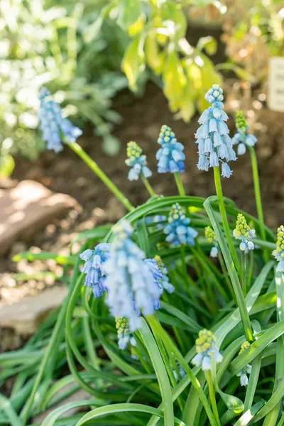 Saint Gallen, İsviçre, 5 Mart 2025 Muscari Pseudomuscari veya botanik bahçesindeki tebeşir üzümü sümbülü bitkisi