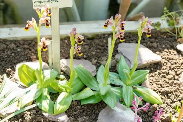 Saint Gallen, İsviçre, 5 Mart 2025 Ophrys Tenthredinifera veya botanik bahçesindeki testere sineği orkidesi