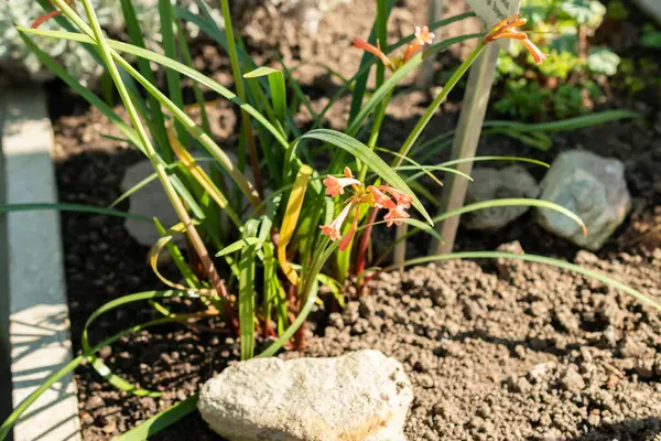 Saint Gallen, İsviçre, 5 Mart 2025 Cyrtanthus Angustifolius bitkisi botanik bahçesinde