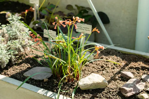 Saint Gallen, İsviçre, 5 Mart 2025 Cyrtanthus Angustifolius bitkisi botanik bahçesinde