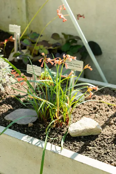 Saint Gallen, İsviçre, 5 Mart 2025 Cyrtanthus Angustifolius bitkisi botanik bahçesinde
