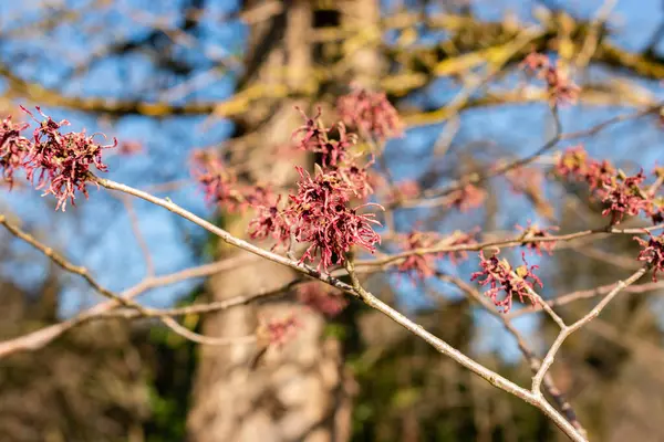Saint Gallen, İsviçre, 5 Mart 2025 Hamamelis X Intermedia Ruby Glow veya botanik bahçesindeki melez cadı fındığı fabrikası