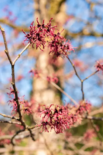 Saint Gallen, İsviçre, 5 Mart 2025 Hamamelis X Intermedia Ruby Glow veya botanik bahçesindeki melez cadı fındığı fabrikası