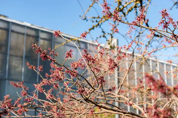 Saint Gallen, İsviçre, 5 Mart 2025 Hamamelis X Intermedia Ruby Glow veya botanik bahçesindeki melez cadı fındığı fabrikası