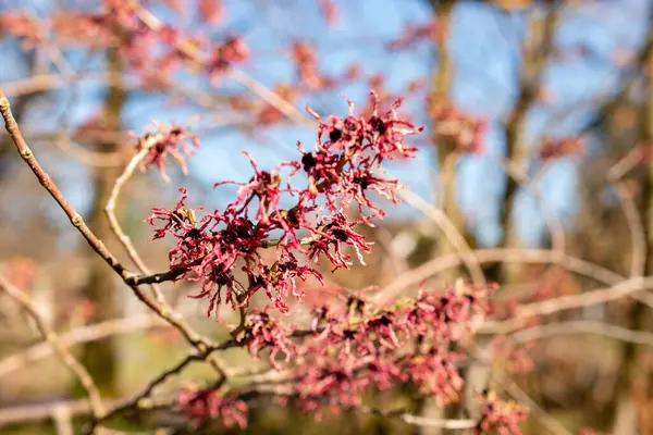 Saint Gallen, İsviçre, 5 Mart 2025 Hamamelis X Intermedia Ruby Glow veya botanik bahçesindeki melez cadı fındığı fabrikası